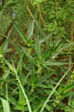 Aloe striatula RCP6-06 217.jpg